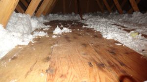 Black mold on attic floor