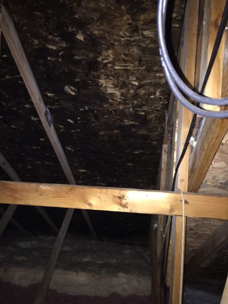 Mold found in Silver Spring attic